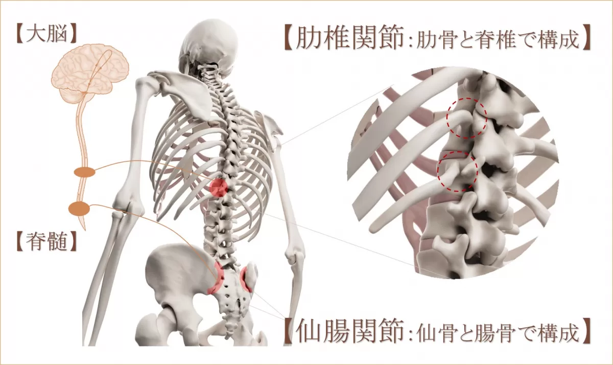 肋椎関節と仙腸関節